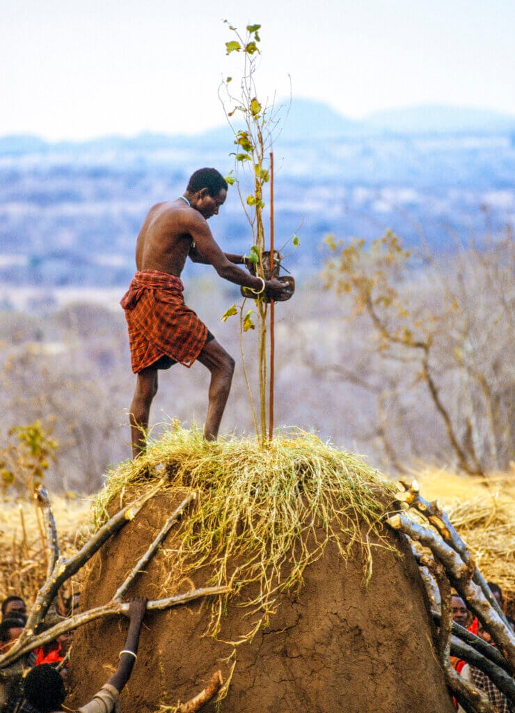 Planting the Sapling