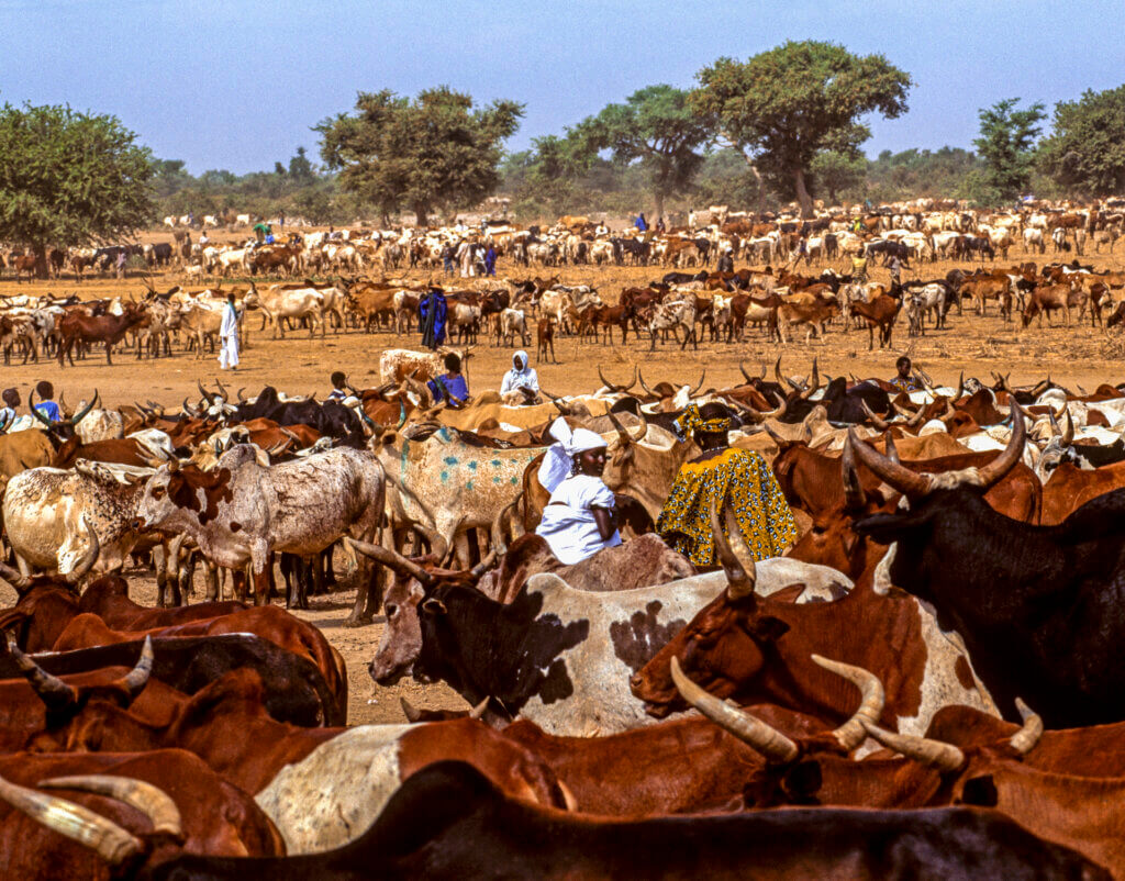 Assembling the
Herds