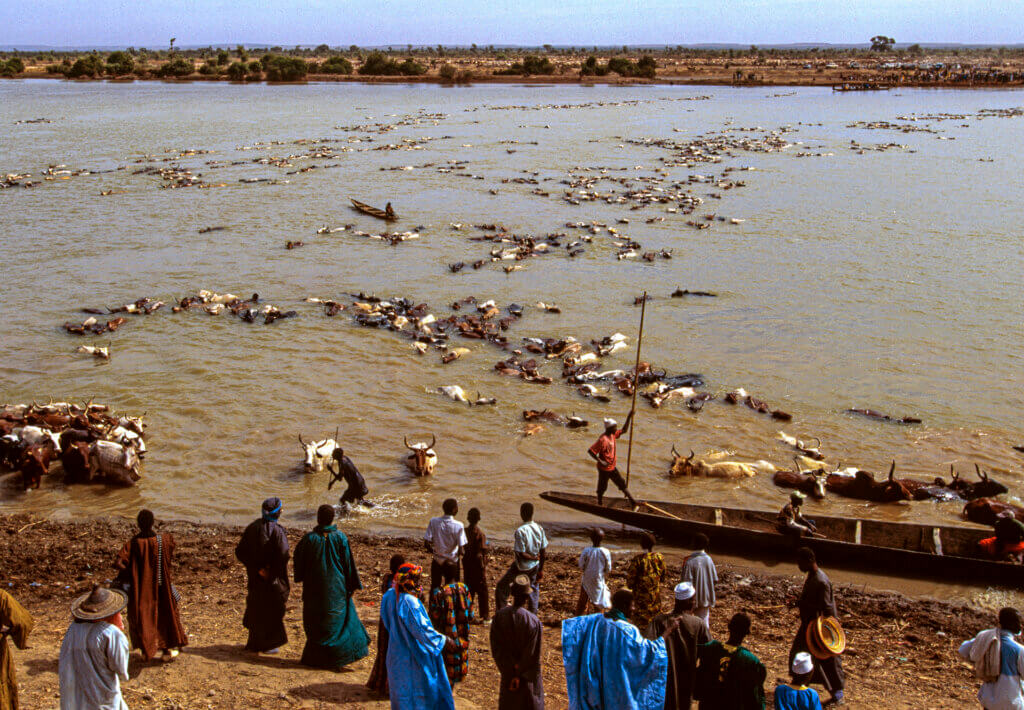 The Cattle Crossing