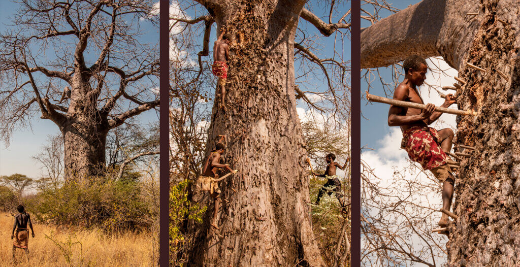 Baobab Beehives