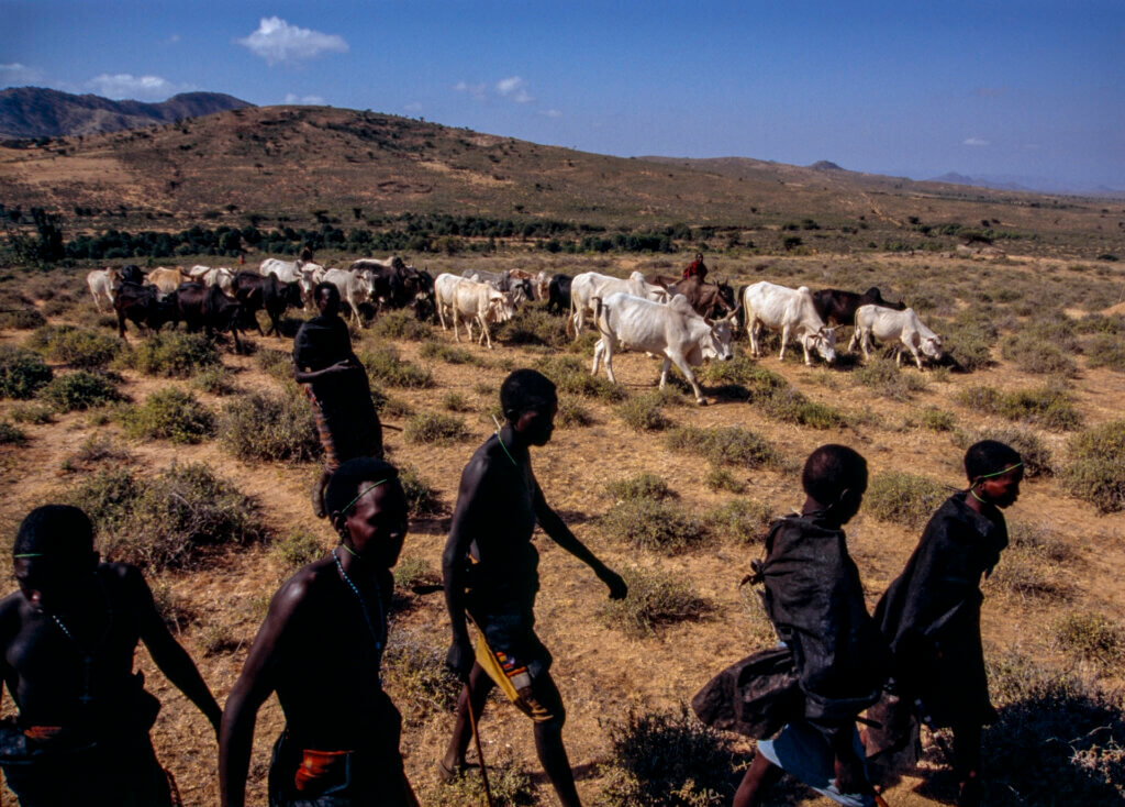 Sacred White Bulls