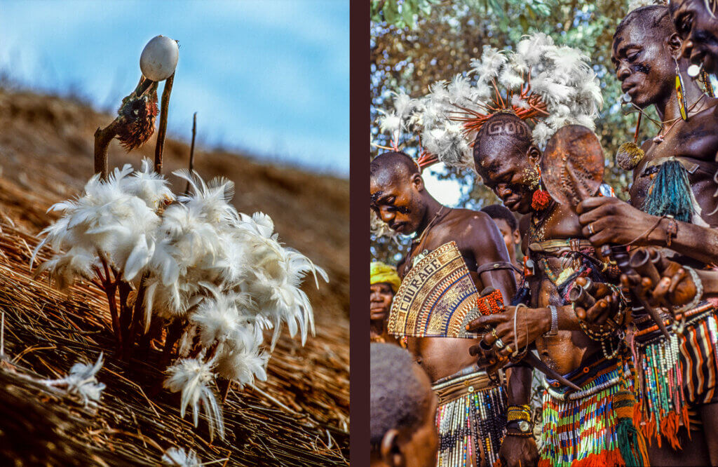 White Feathers, Red
Quills